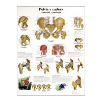 Anatomy Chart: Pelvis and Hip